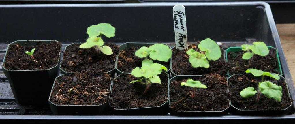 Пеларгония из семян в домашних условиях: фото того, как выглядит материал для размножения и пошаговая инструкция, как посадить и вырастить цветок при этом способе