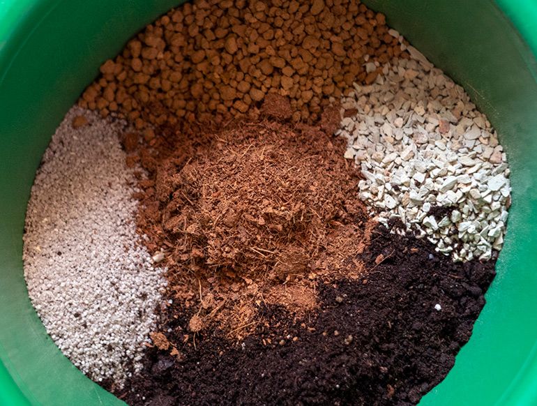 Земля для денежного дерева: какой нужен состав грунта, если надо сажать толстянку, какой лучше подходит дренаж и приготовление почвы для крассулы в домашних условиях