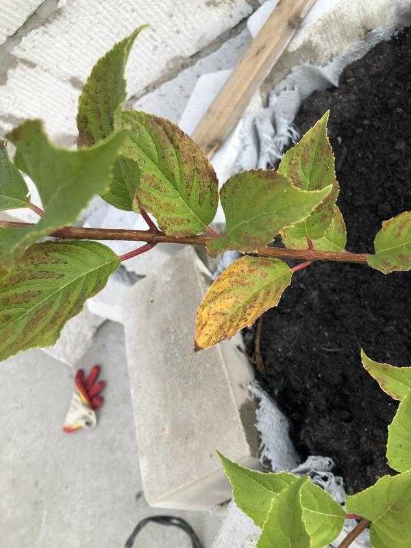 Желтеют листья у гортензии метельчатой: причины