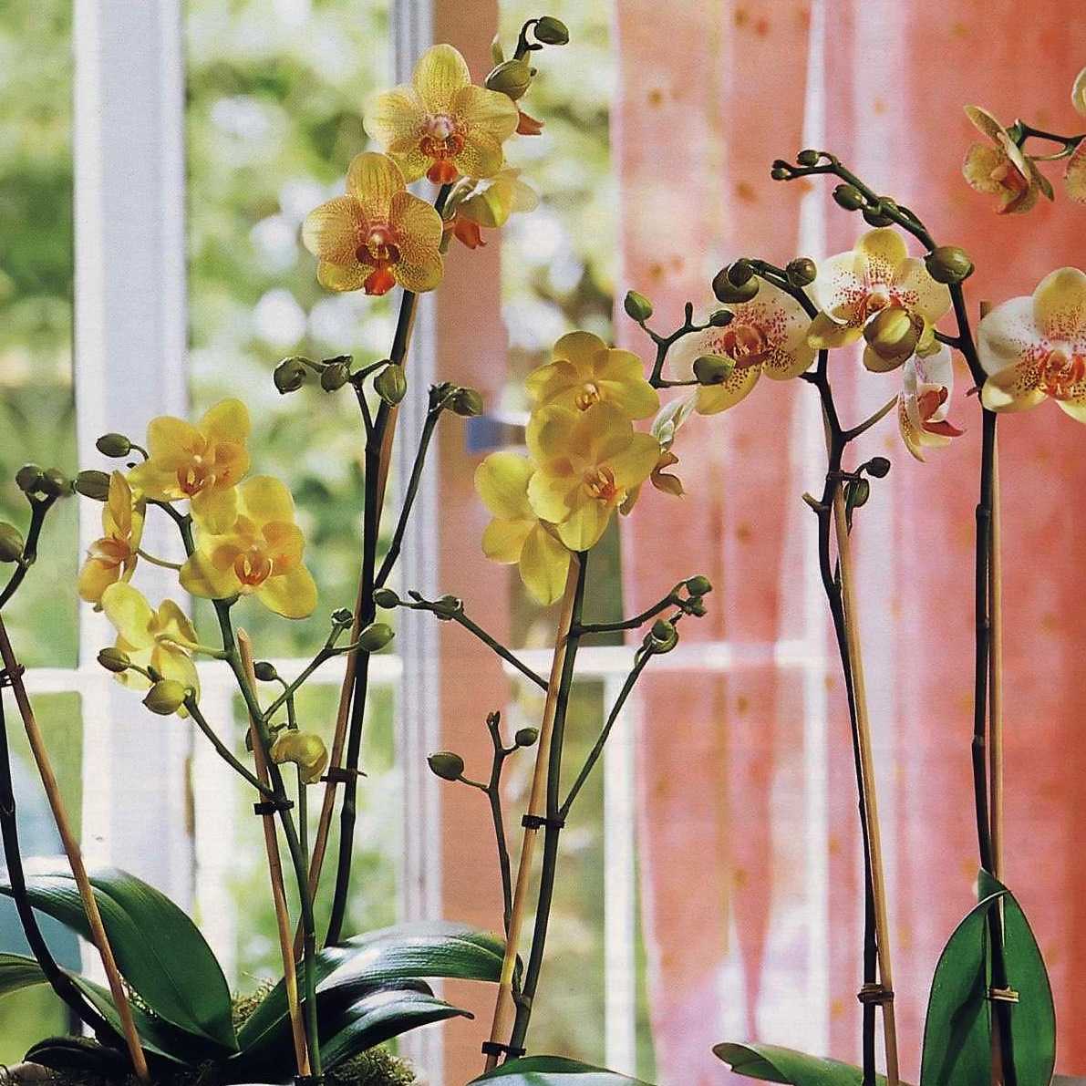 Сколько цветет орхидея в домашних условиях: когда, как часто и как долго – сад и огород своими руками