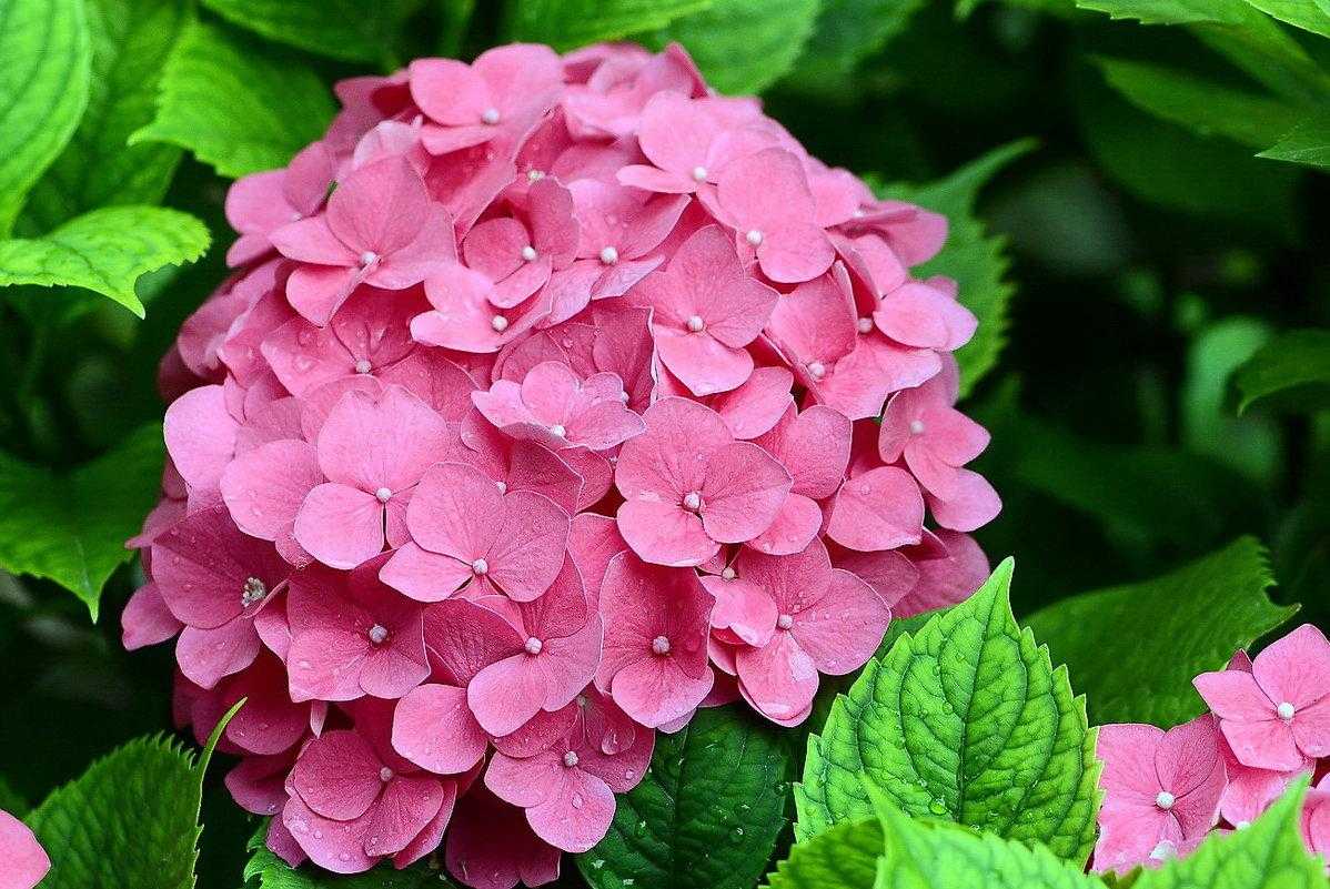 Кто виноват и что делать – 10 причин скудного цветения гортензии | в цветнике (огород.ru)