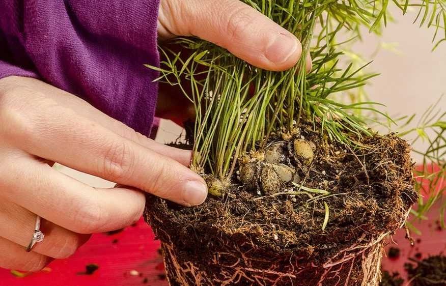 Выращивание аспарагуса серповидного: как посадить, ухаживать, удобрять, размножать
