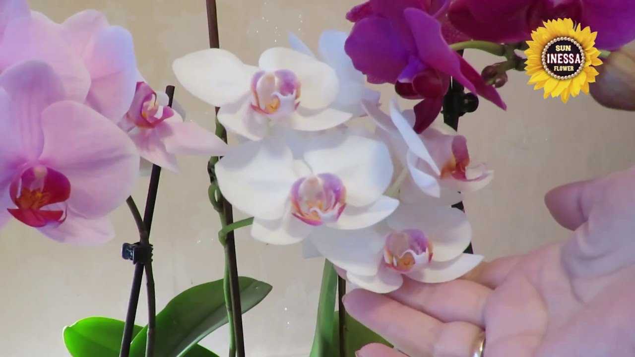 Цветение орхидеи: сколько, когда и как часто цветет орхидея