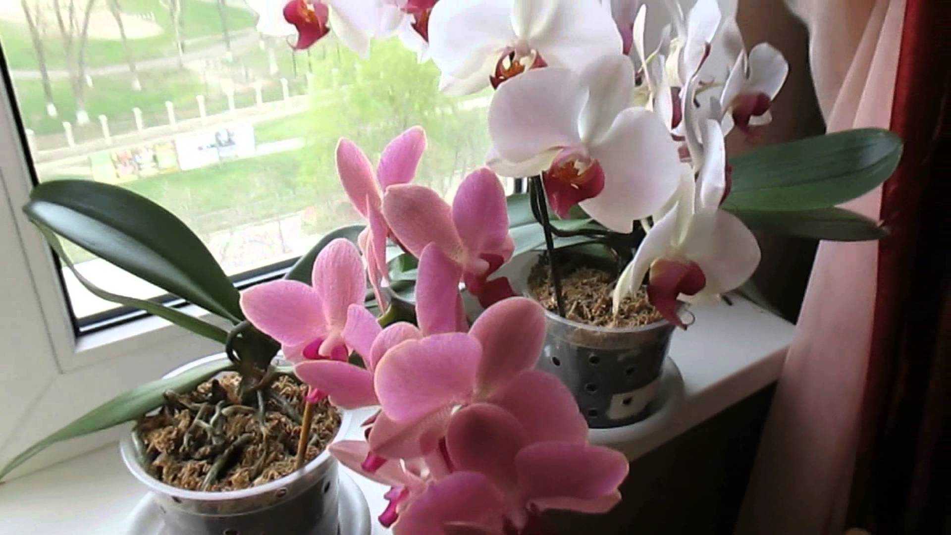 Сколько цветет орхидея фаленопсис в домашних условиях: много ли раз в году, как часто, какое время длится этот период, как быть, когда бутонов нет очень долго?