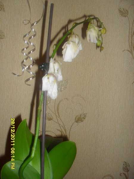 Как реанимировать орхидею – в домашних условиях без корней