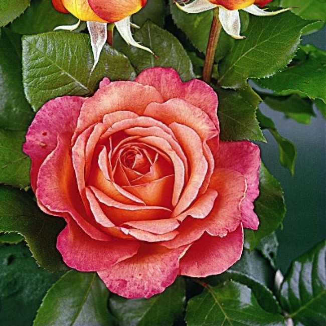 Розы-шрабы (57 фото): что это такое? новые сорта дэвида остина и анни дюпрей и их описание, уход и выращивание роз «бельведер» и «бонанза»