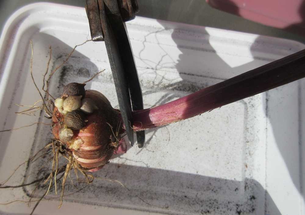 Как и когда выкапывать гладиолусы? как хранить осенью после цветения? как выкопать луковицы на зиму в открытом грунте? нужно ли убирать гладиолусы?