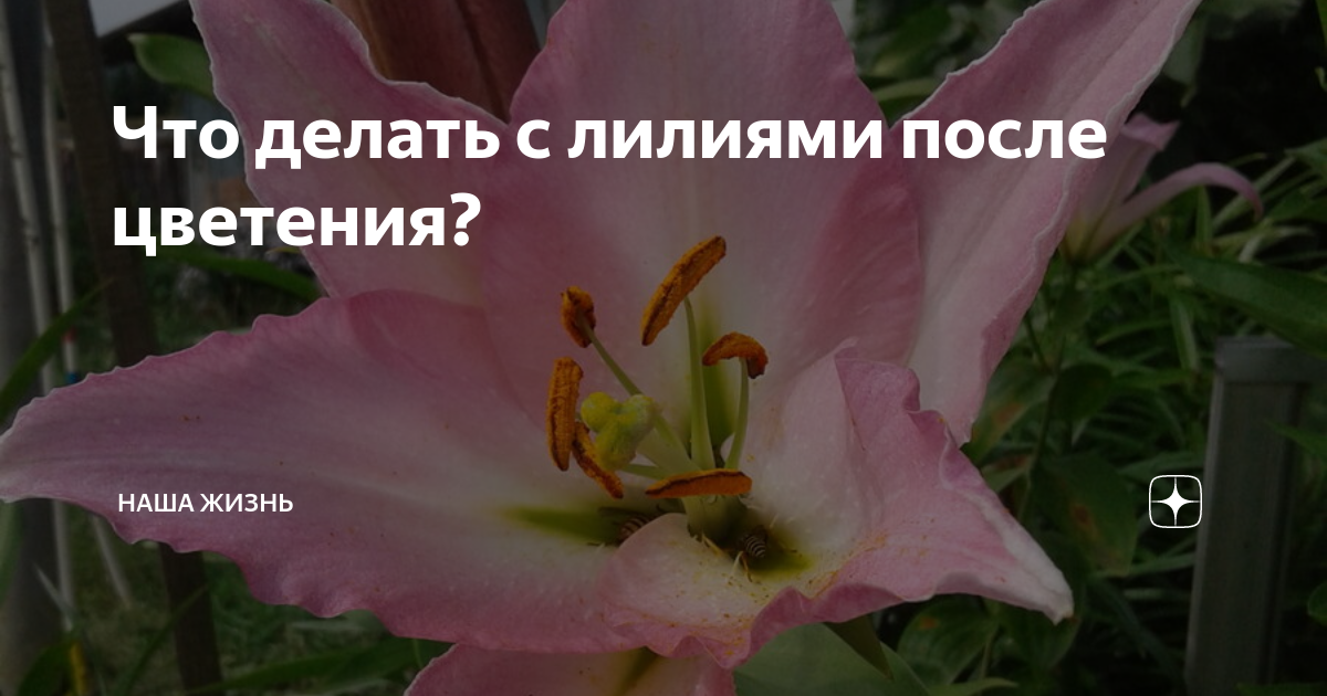 Секреты обильного цветения лилий | в цветнике (огород.ru)