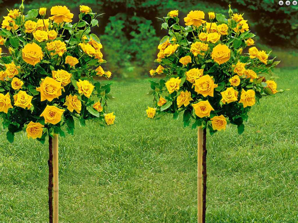 Штамбовые розы в ландшафтном дизайне: розарий своими руками - выбор сорта, посадка и оформление