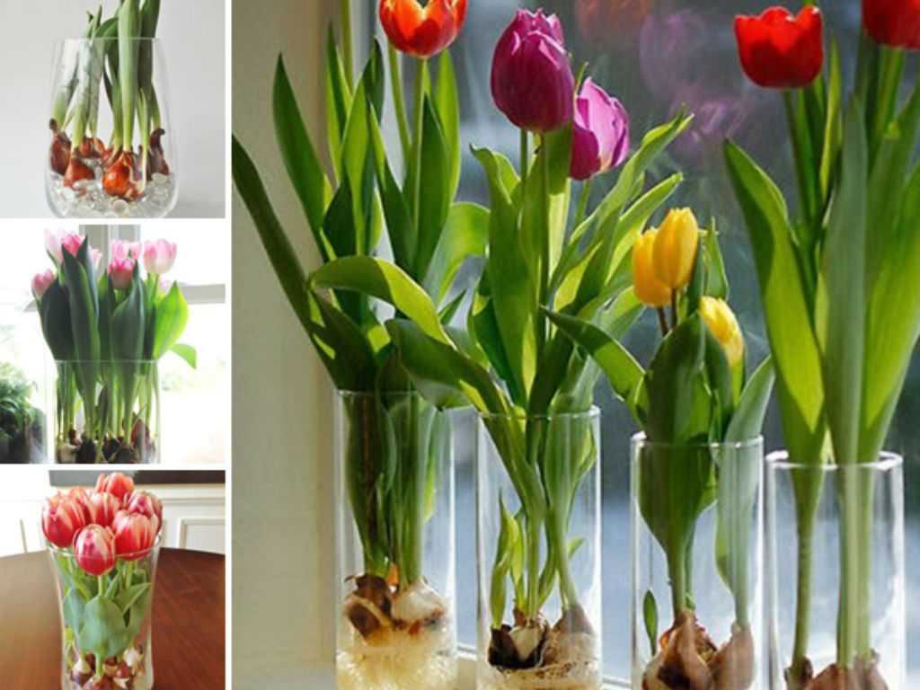 Растут ли тюльпаны в вазе. Розоподобные тюльпаны. Выгонка тюльпанов к 8.