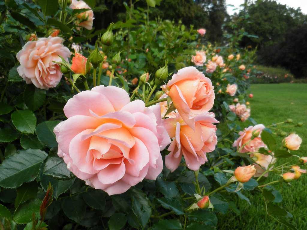 9 лучших сортов чайно-гибридных роз – названия, фото, описание | в цветнике (огород.ru)