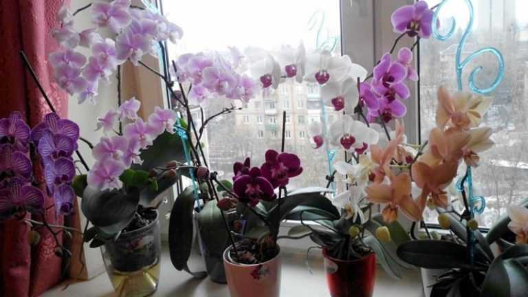 Цветение орхидеи: как начинает распускаться растение, уход за ним во время раскрытия в домашних условиях, фото красавицы