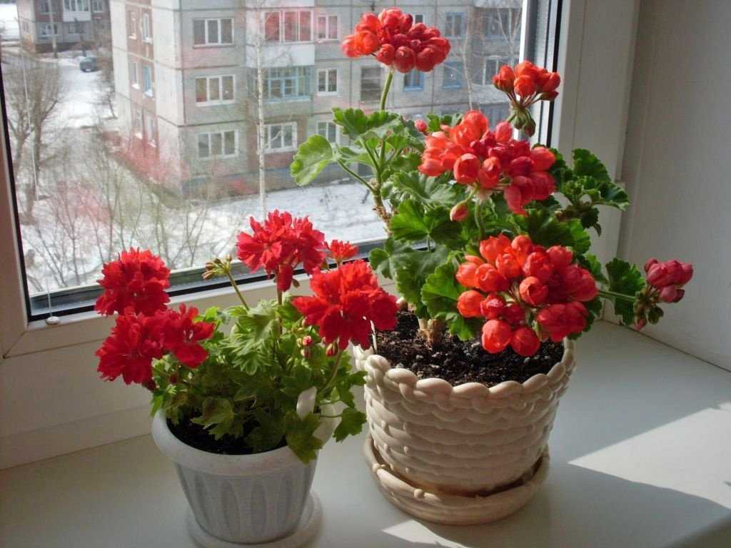 Как вырастить комнатные цветы из семян в домашних условиях - сад