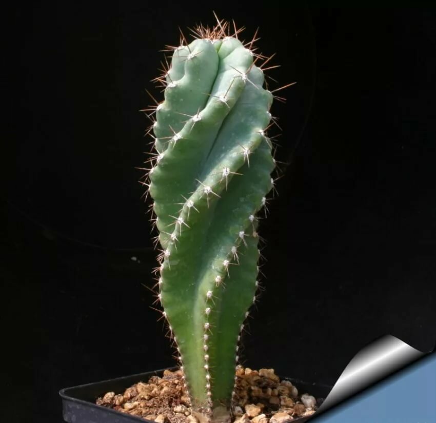 Выращивание цереуса перуанского: как посадить, ухаживать, удобрять, размножать