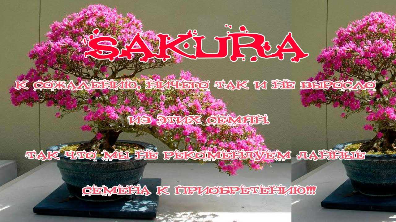 Как вырастить японскую сакуру из семян и сформировать бонсай - журнал садовода ryazanameli.ru