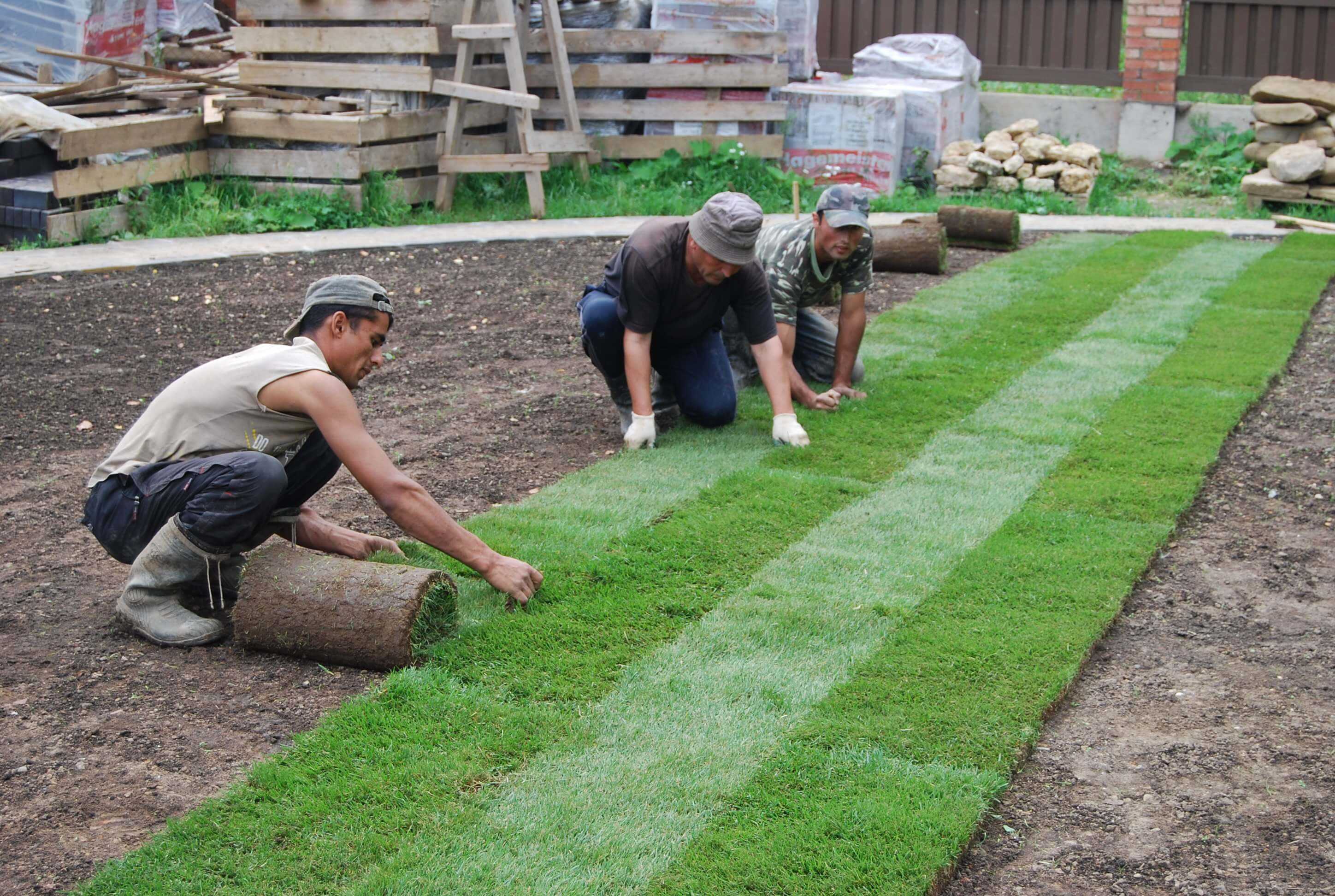 Как подсеять газон в проплешины: досеиваем траву правильно