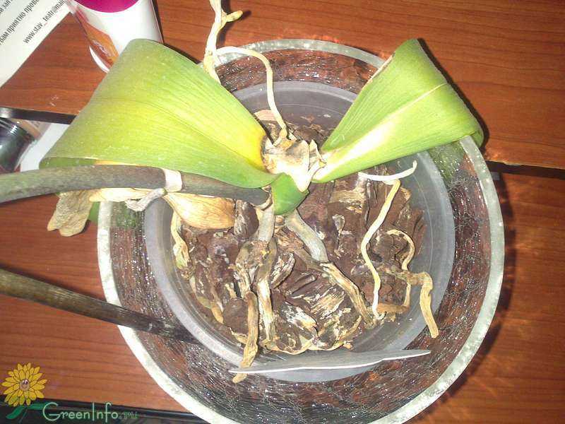 У орхидеи опали все листья: что делать с фаленопсисом, причины