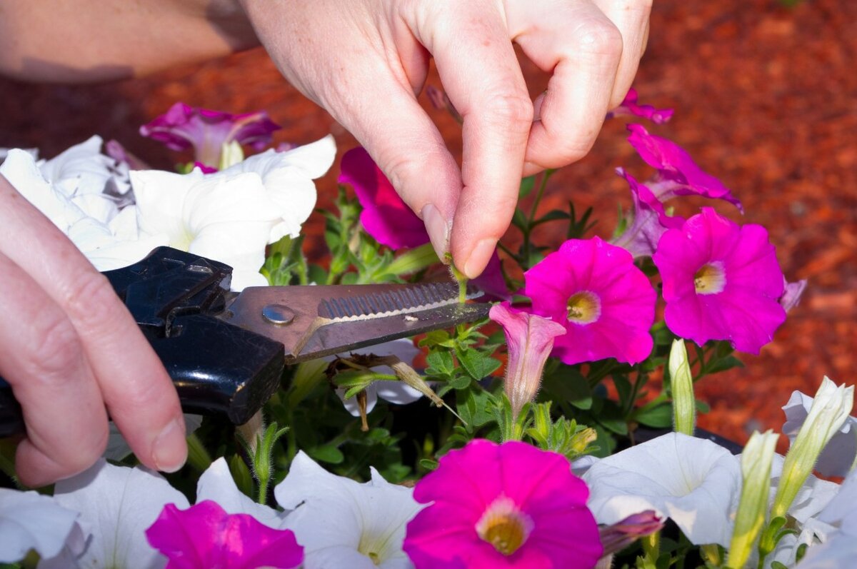 Как прищипывать петунию для пышного цветения