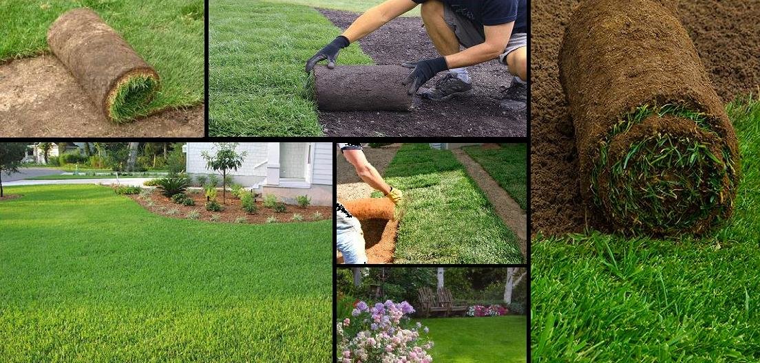 Как посадить газонную траву своими руками. виды газонной травы — как выбрать