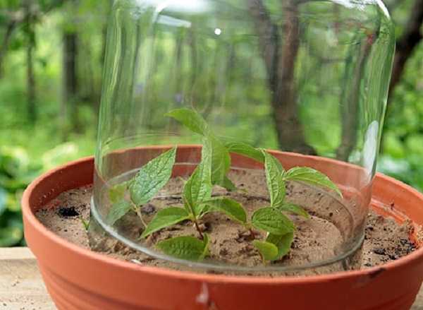Размножение жасмина черенками летом, правила пересадки и ухода за растением