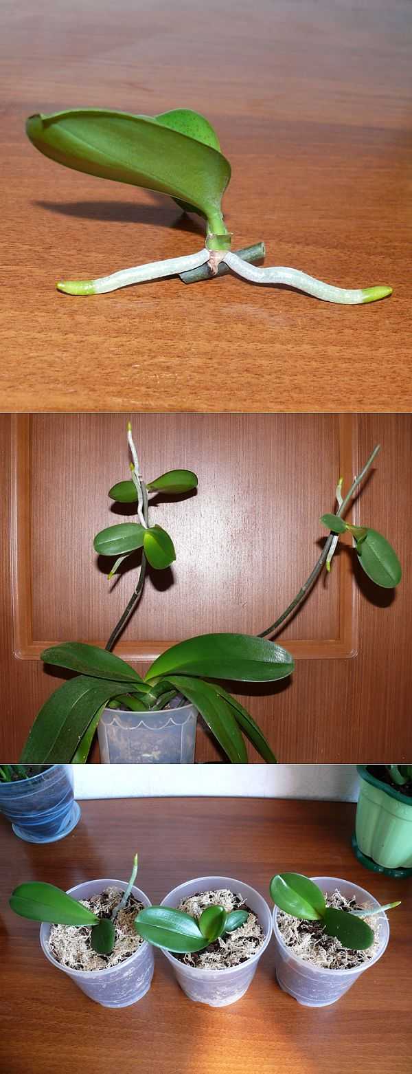 Орхидея фаленопсис: размножение в домашних условиях с фото, а также пошаговая инструкция по выращиванию различными способами и рекомендации по уходу