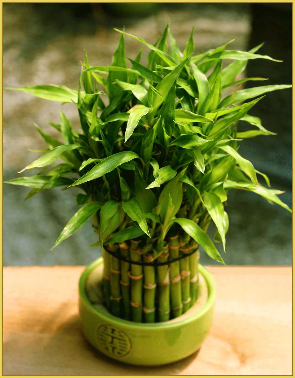 Драцена гукера:  фото, описание растения, тонкости ухода и выращивания