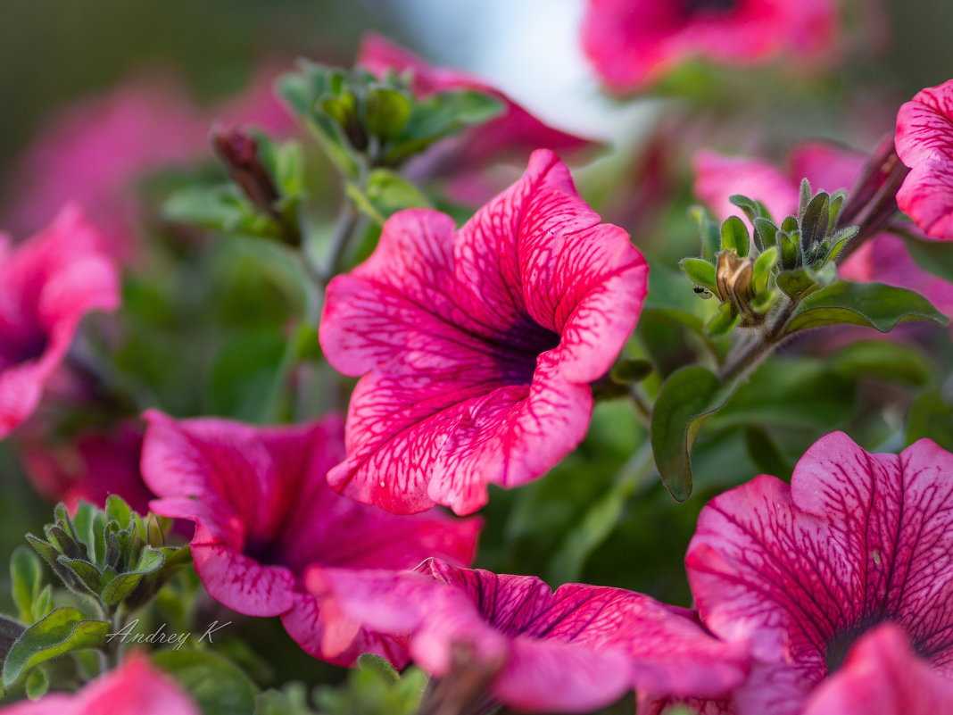 Все, что нужно знать о петуниях «танго» - дача и цветы