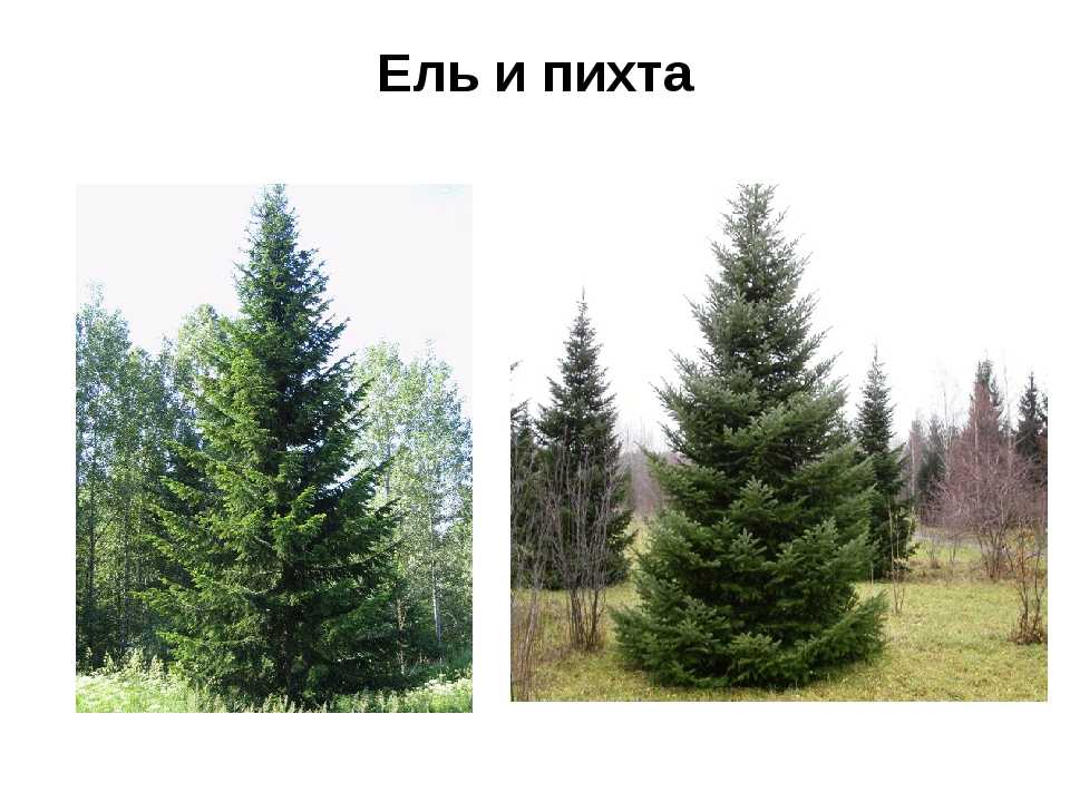 Чем отличается пихта от ели? 25 фото основные отличия. как отличить деревья в природной зоне? какое дерево лучше? что быстрее растет?