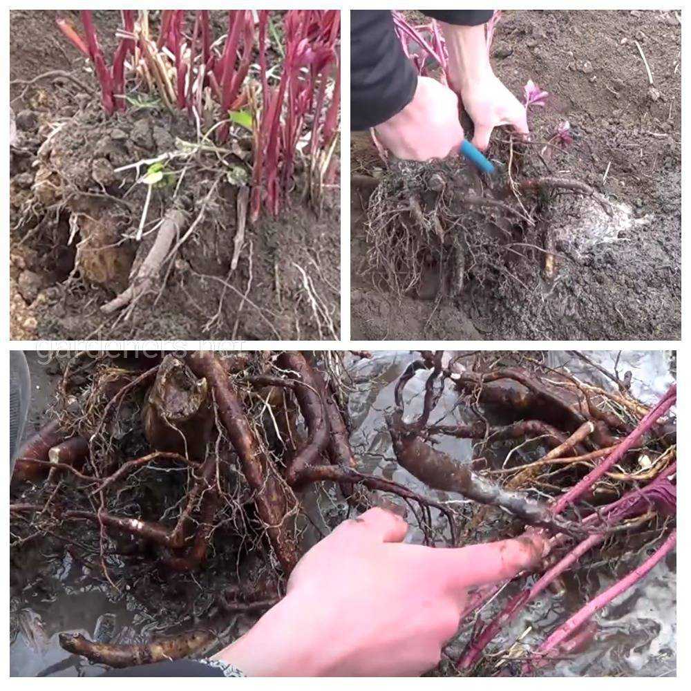 Травянистые пионы – когда делить и как правильно пересаживать (мастер-класс с фото) | в цветнике (огород.ru)