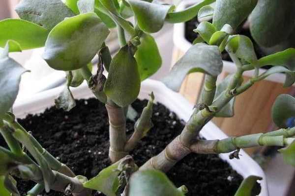 Толстянка (денежное дерево) — болезни и почему осыпаются листья, как спасти и что делать если крассула погибает
