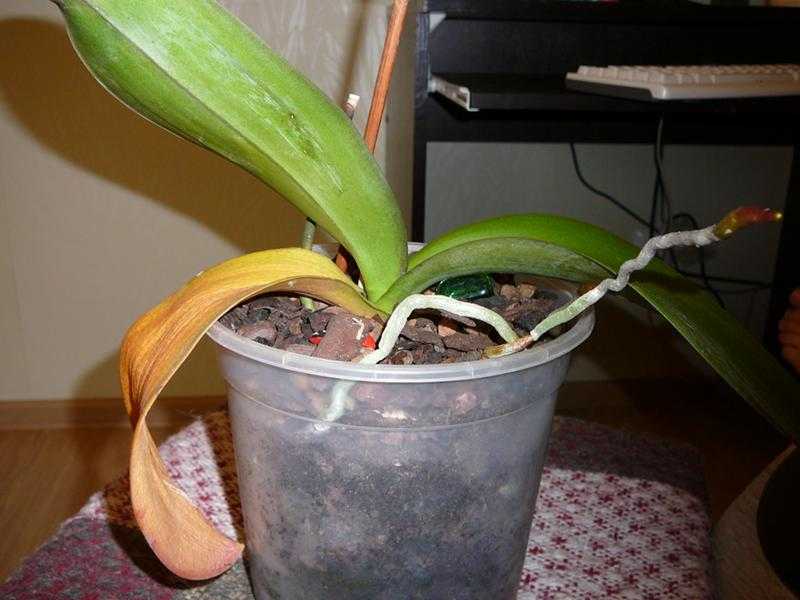 Почему не цветет орхидея – основные причины и решение проблемы в домашних условиях, что делать, если отсутствуют цветы после пересадки растения