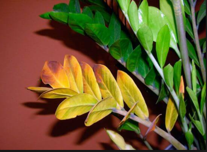Почему желтеют листья у комнатных растений? что делать, когда у домашних растений желтеют кончики? причины от чего появляются пятна