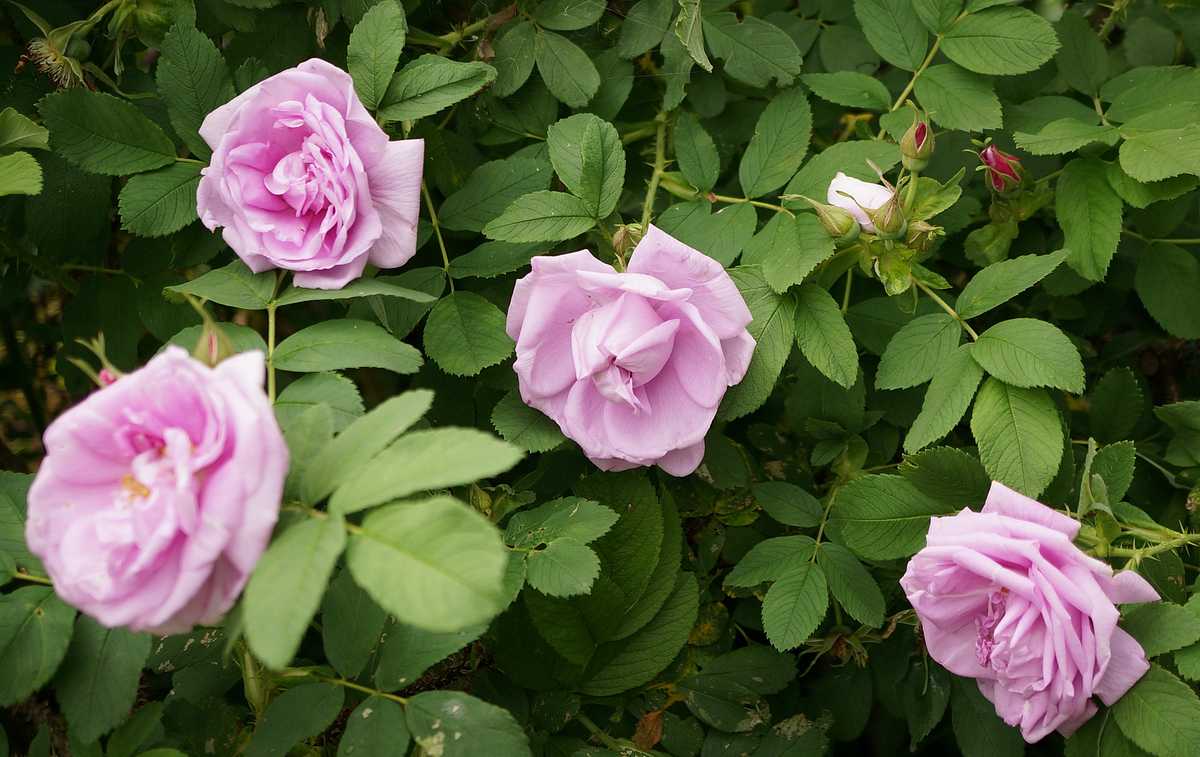 Описание парковой канадской розы, сортов квадра и эксплорер: правила размножения и выращивания, фото