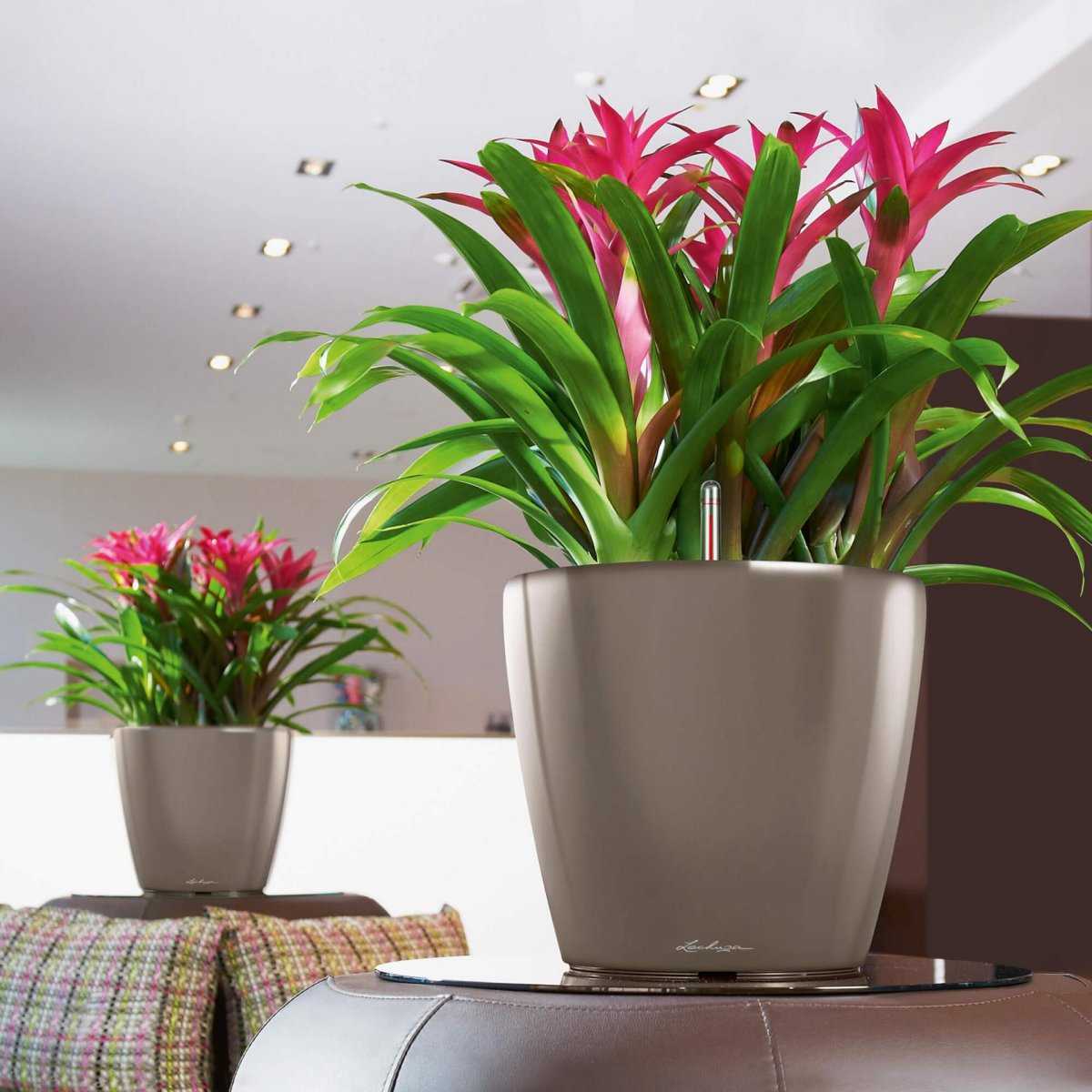 Лучшие комнатные растения для дома, благоприятные для дома и семьи