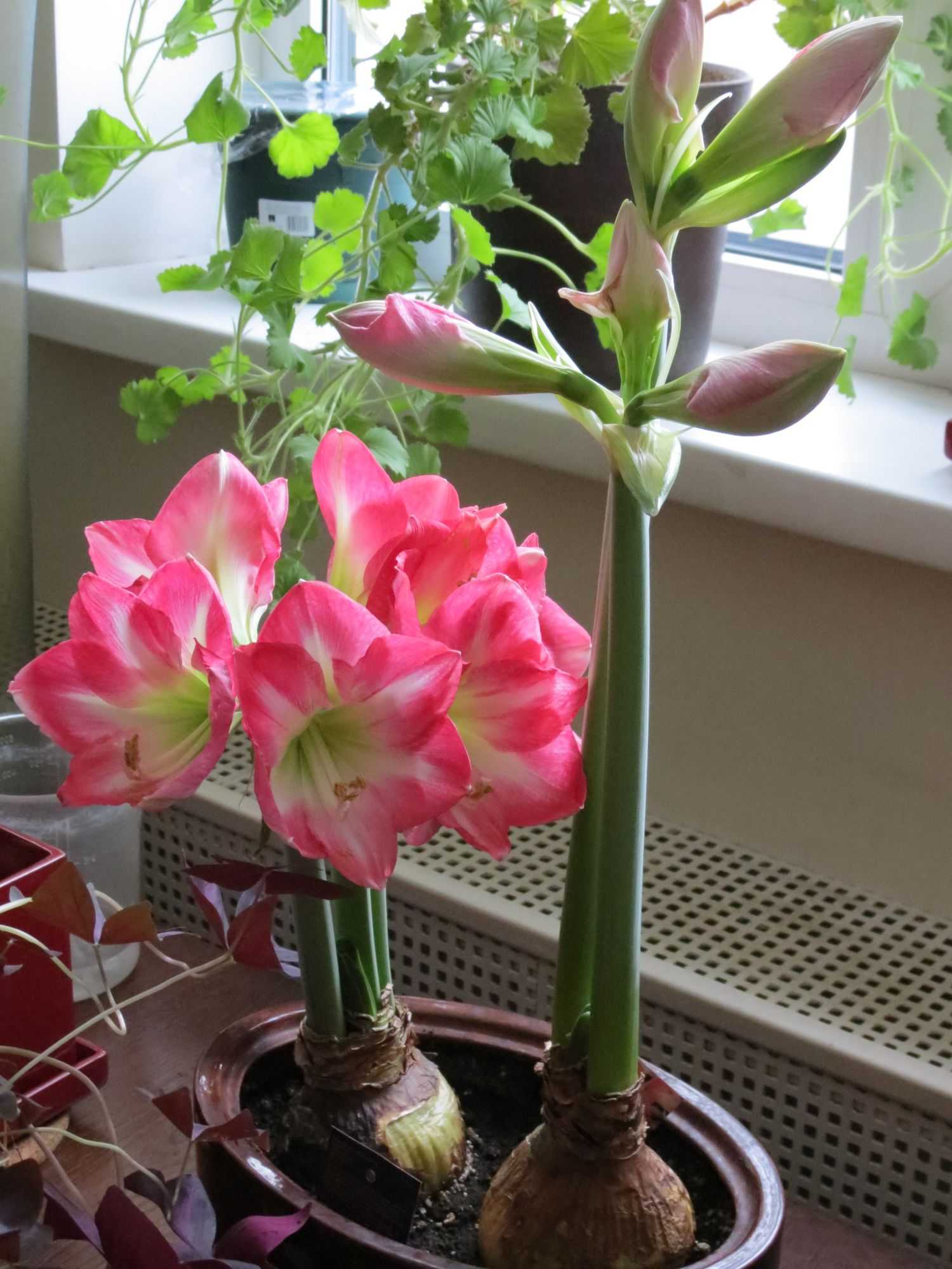 Цветы амариллис — уход в домашних условиях