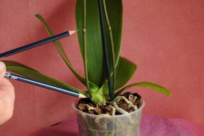 Почему орхидея фаленопсис не цветет: как заставить цвести и что делать