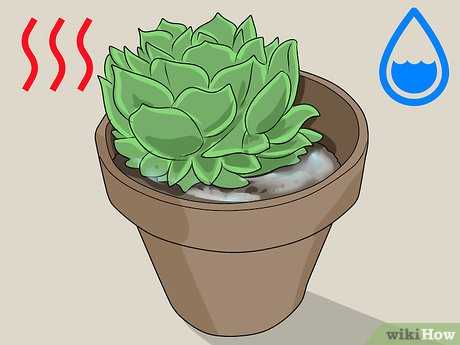 Как правильно поливать кактусы чтобы избежать ошибок в уходе