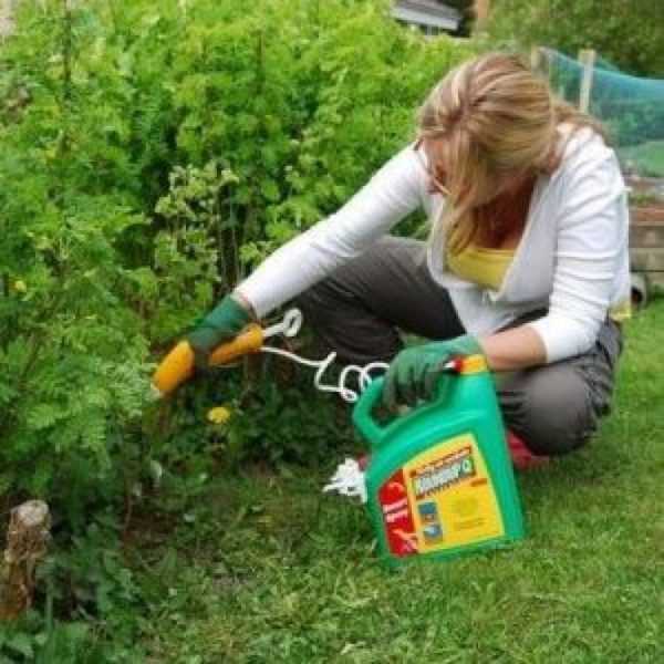 Как избавиться от одуванчиков на садовом участке и газоне: чем и как опрыскивать и обрабатывать