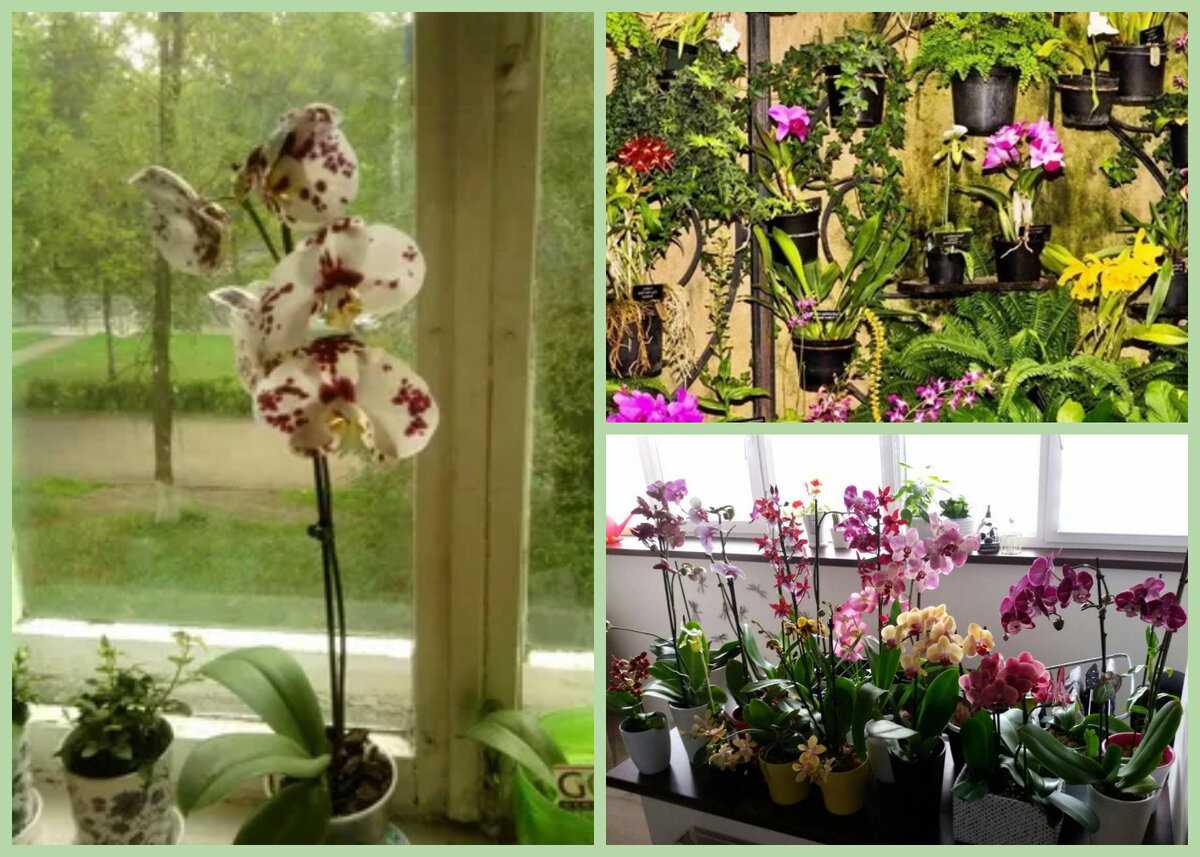 Сколько цветет орхидея в домашних условиях: циклы цветения и покоя фаленопсиса и как понять когда начинает зацветать, сколько раз в год распускается