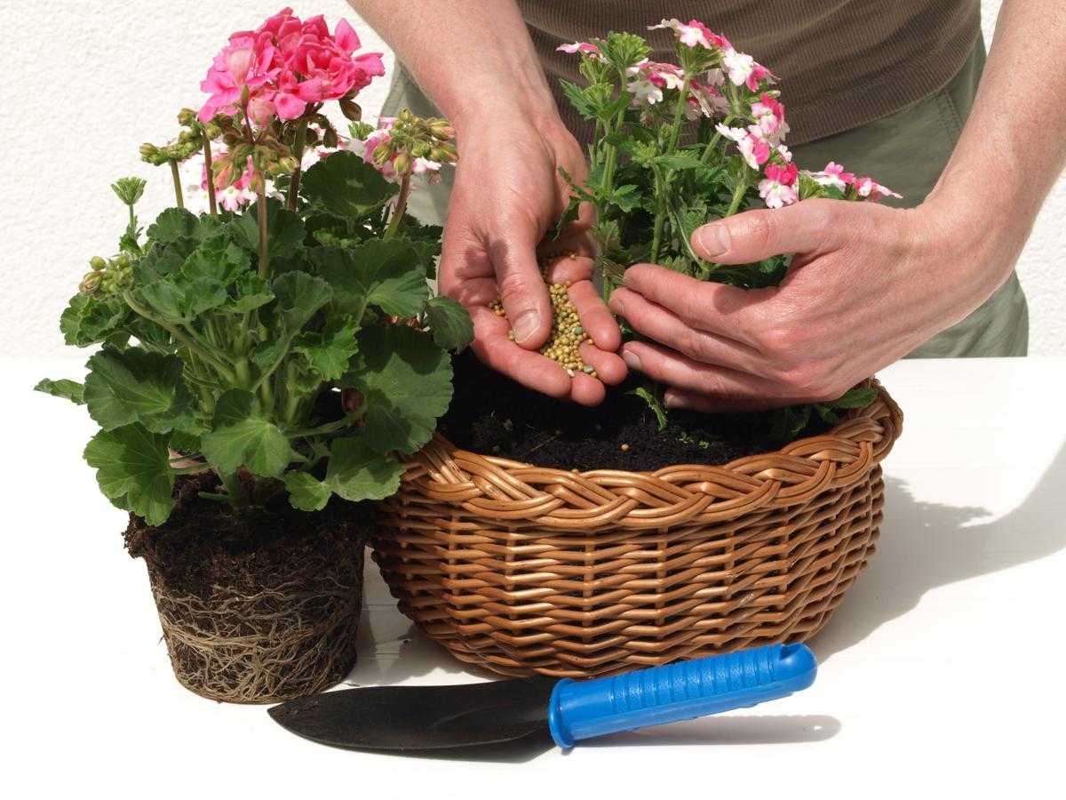 Чем подкормить герань в домашних условиях? удобрения для обильного цветения зимой, подкормки для листьев пеларгоний