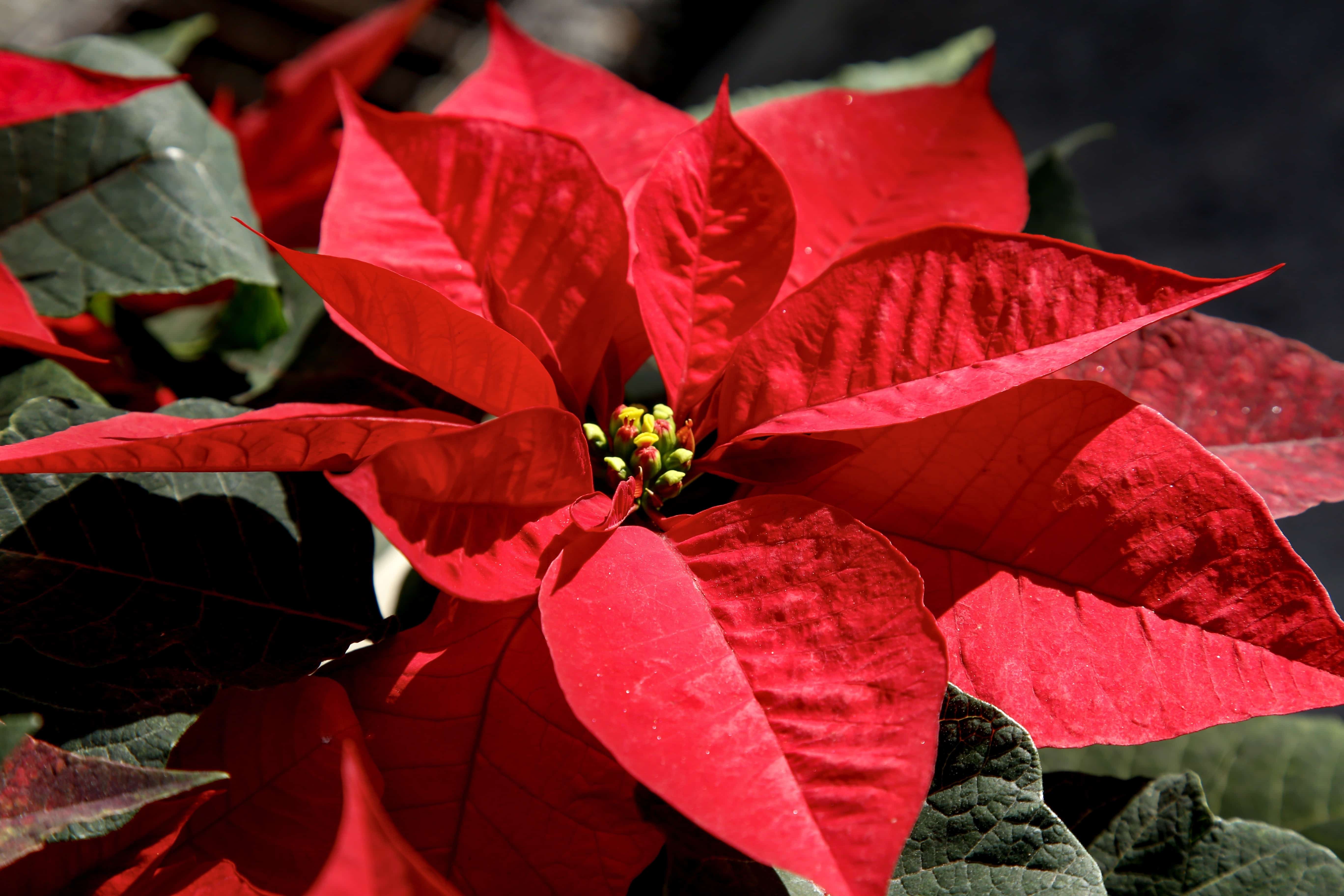 Красное комнатное растение фото. Пуансеттия Рождественская звезда. Эуфорбия пуансеттия. Молочай пуансеттия. Рождественский цветок пуансетия.