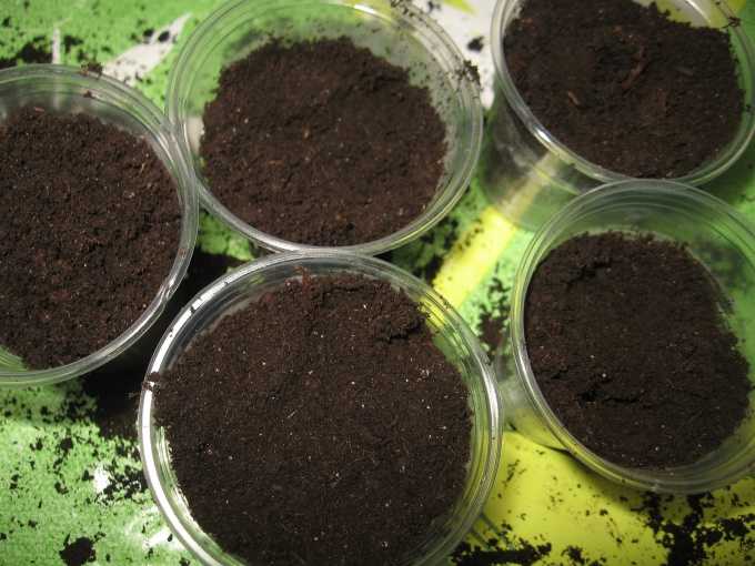 Выращивание фиалки рогатой из семян в домашних условиях