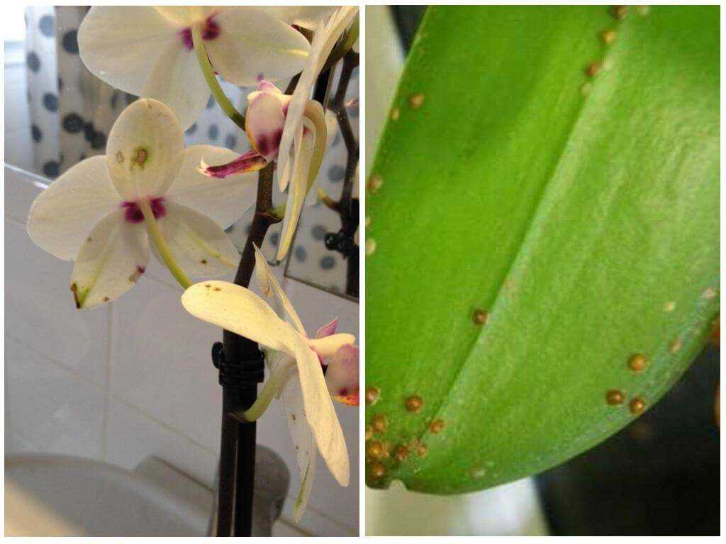 Появилась тля на орхидеях? как избавиться от этого вредителя?