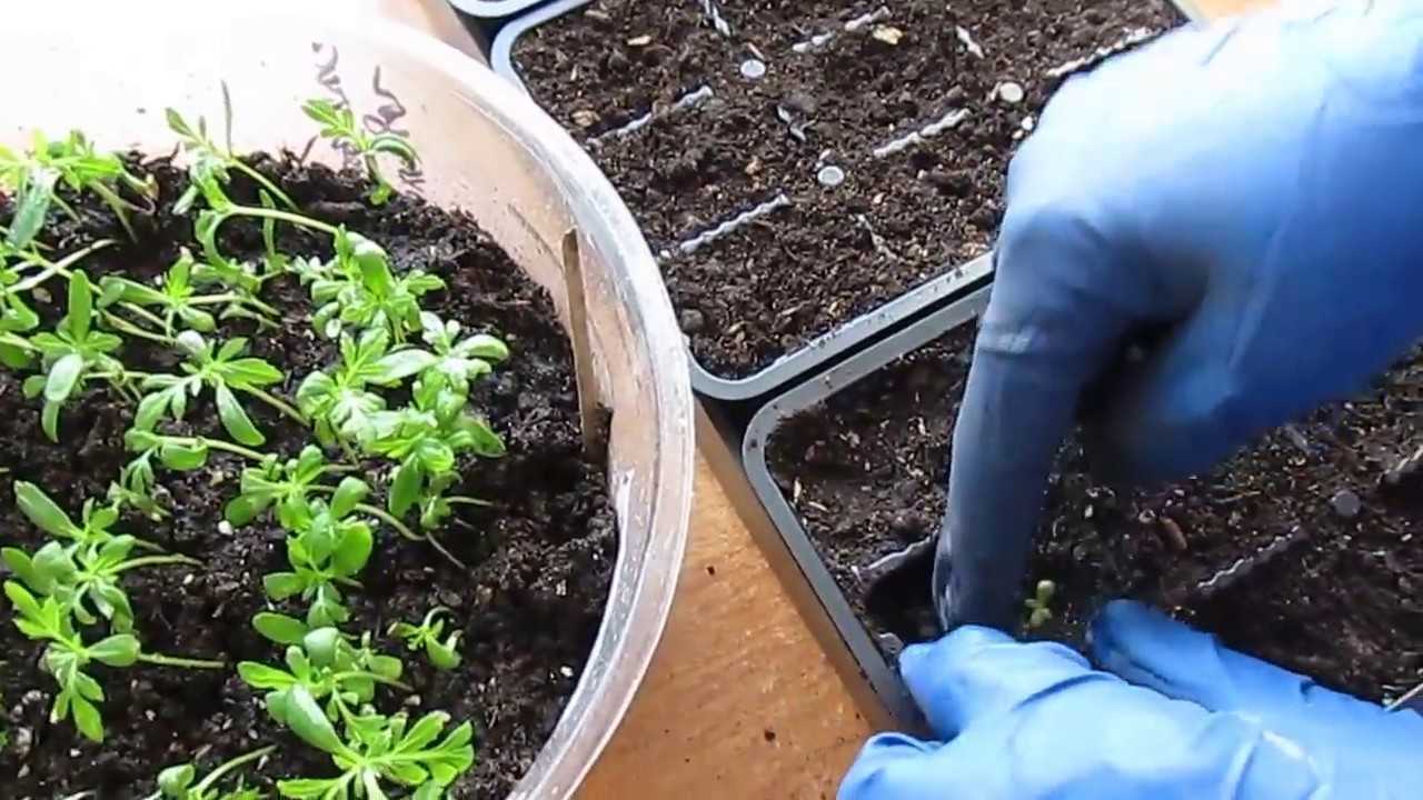 Выращивание бархатцев из семян: когда сажать на рассаду в 2020 году |