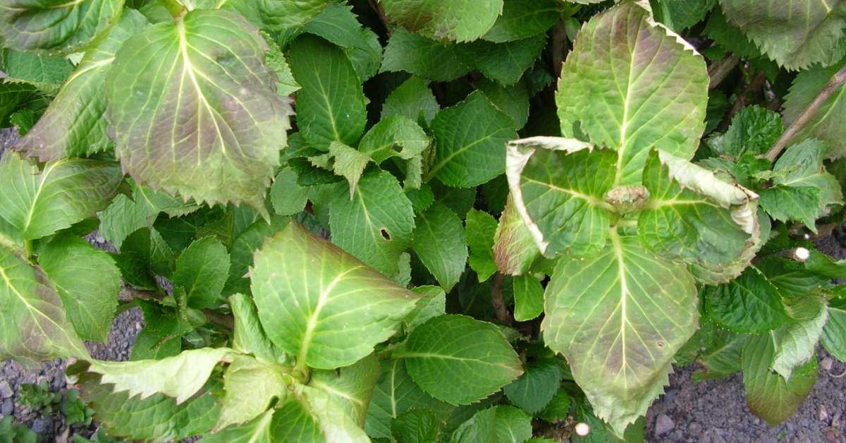 Бледные или светло-зеленые листья у гортензии: причины, чем подкормить растение
