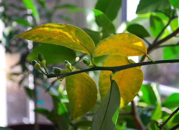 Почему желтеют листья у комнатных растений в домашних условиях?