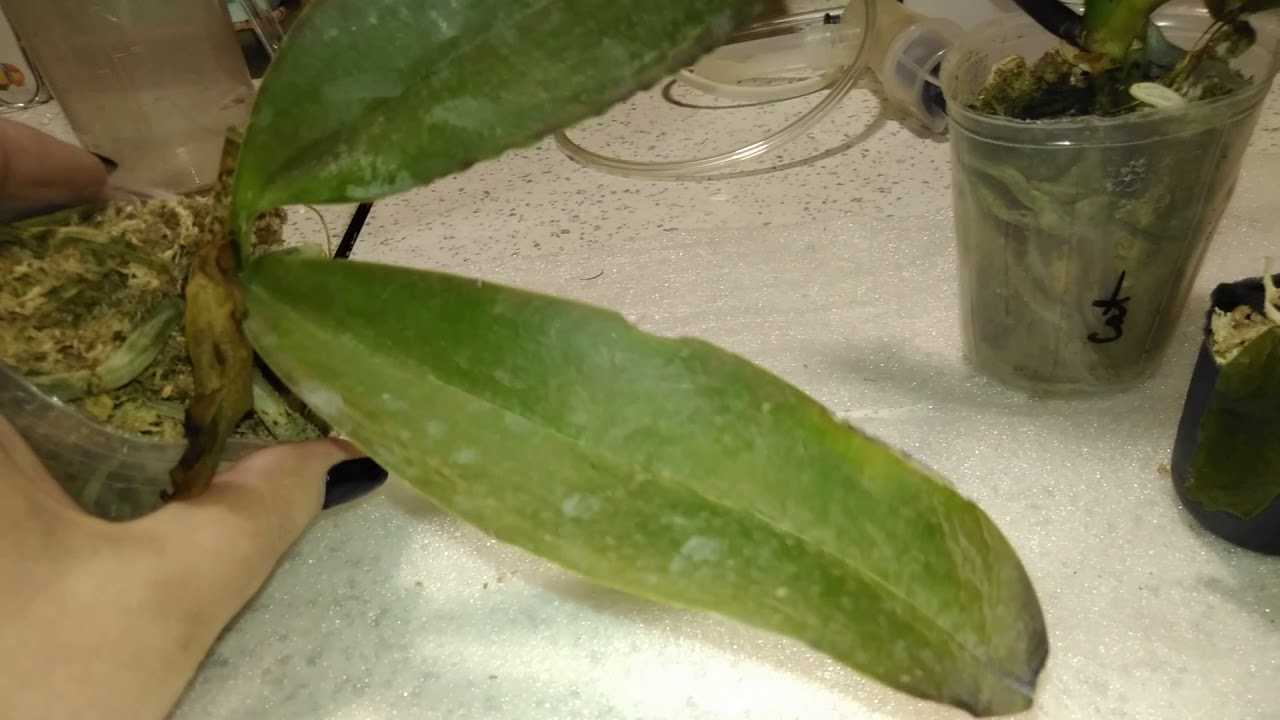 Результативная реанимация орхидеи без листьев в домашних условиях