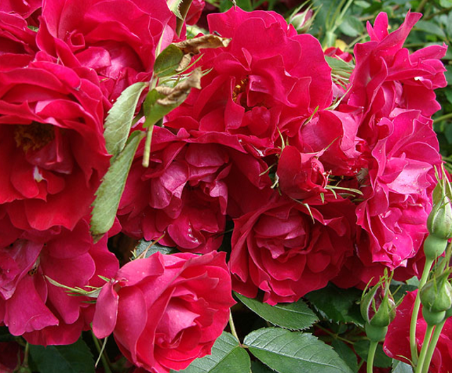 Канадские розы: описание всех разновидностей. характеристики, уход