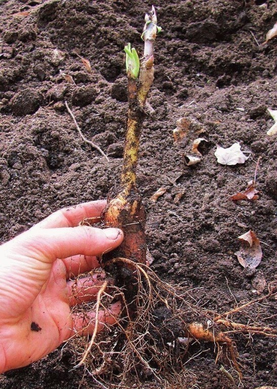 5 проверенных способов размножения пионов | в цветнике (огород.ru)