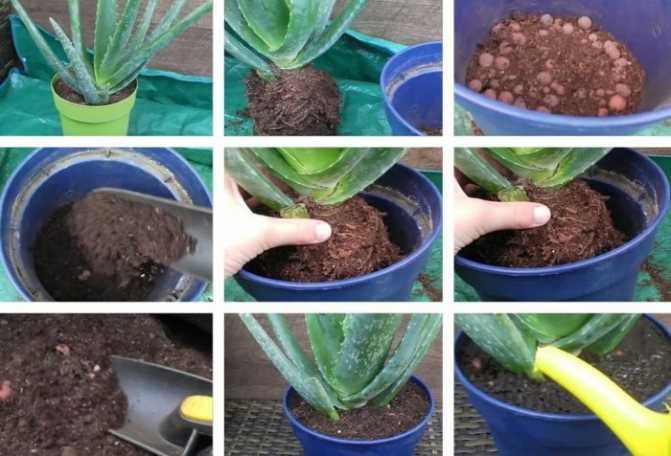 Грунт для алоэ: приготовление почвы, в которую можно посадить растение